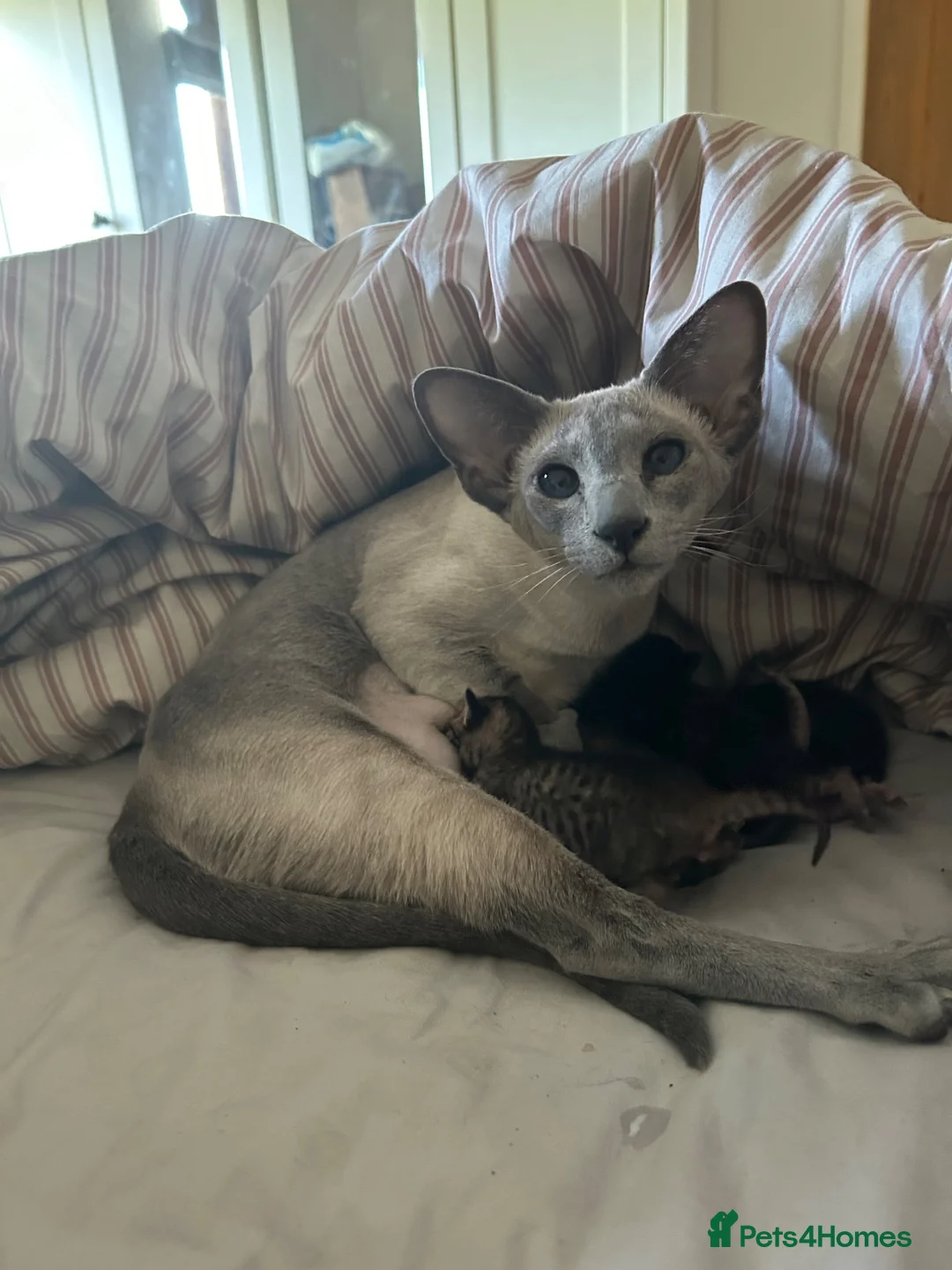 Oriental cats for sale: Stunning Oriental Boy - Advert 2