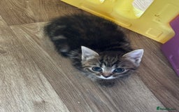 British Shorthair cats for sale: Four Adorable Kittens  - Image 10
