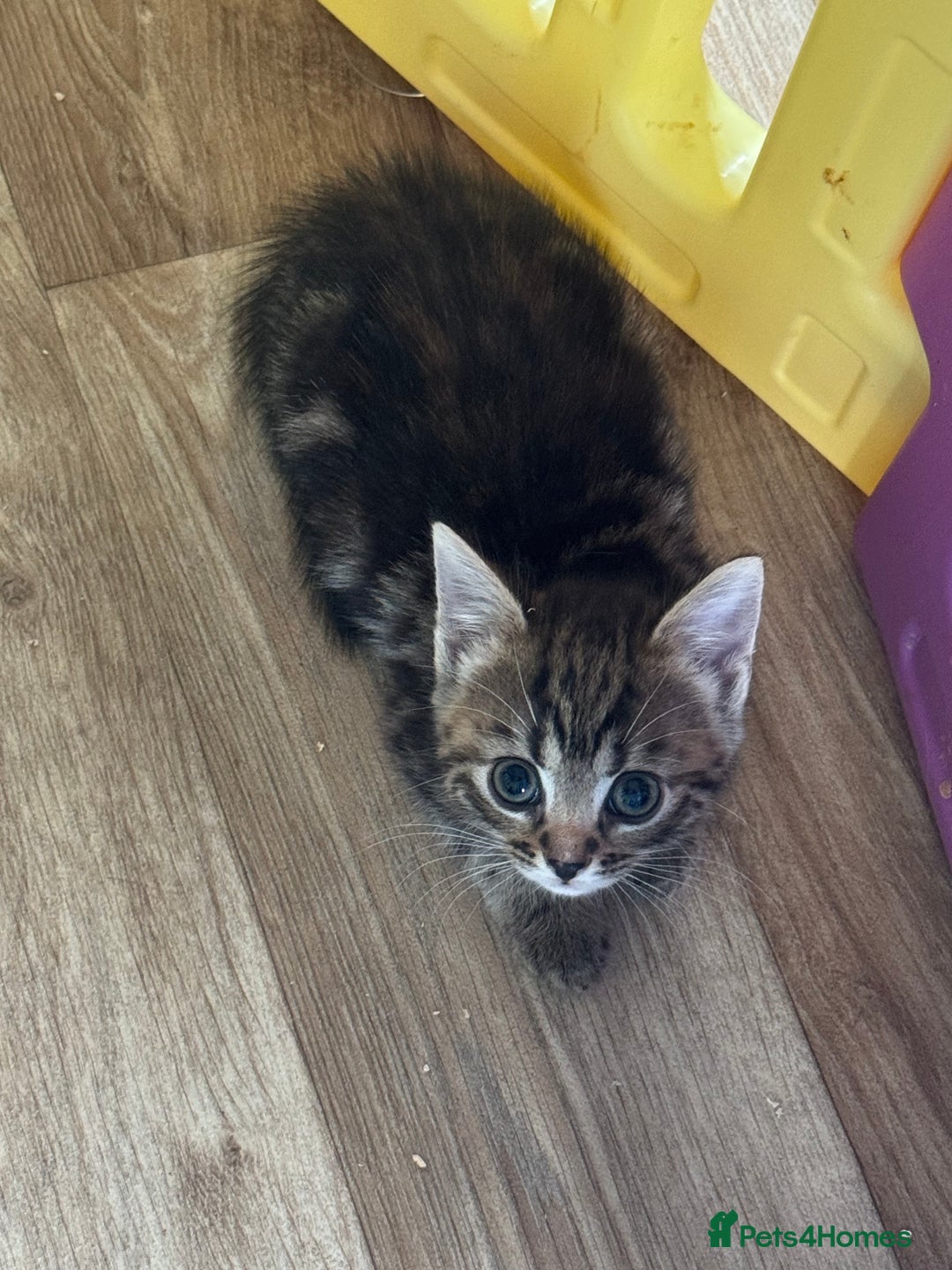 British Shorthair cats for sale: Four Adorable Kittens  - Image 10