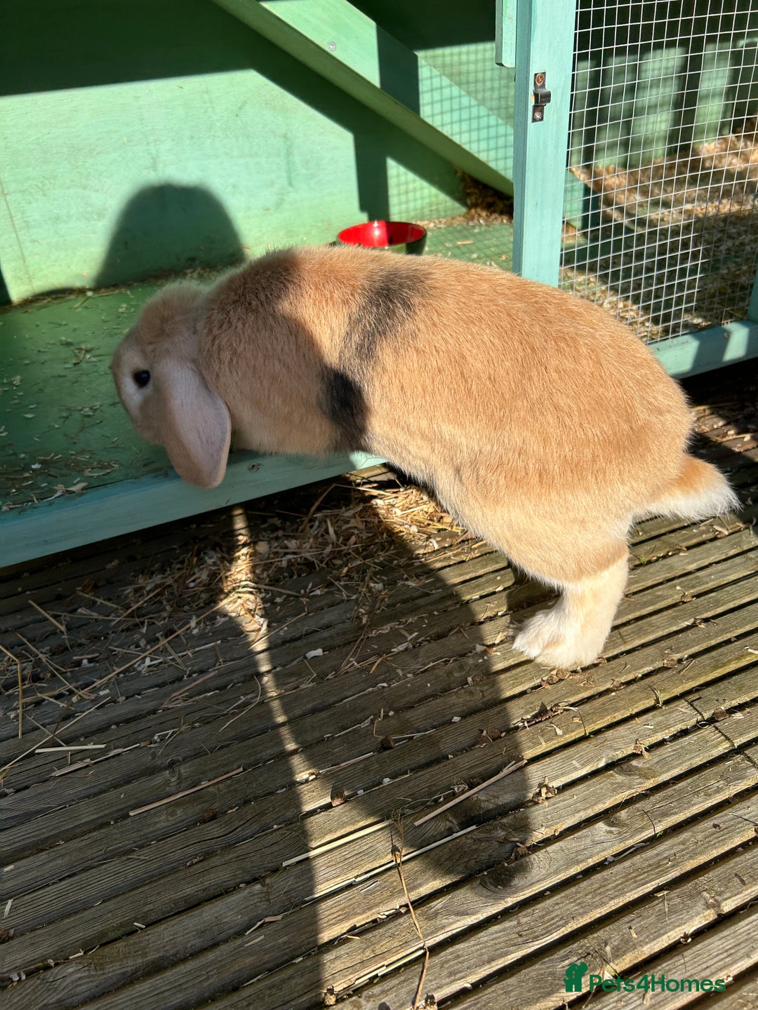 English Lop rabbits for sale: Male rabbit to go to 5* home  - Advert 4