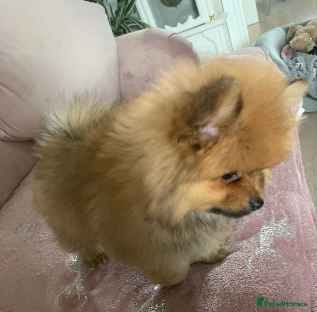 Pomeranian dogs for stud: Pomeranian Stud - Image 4