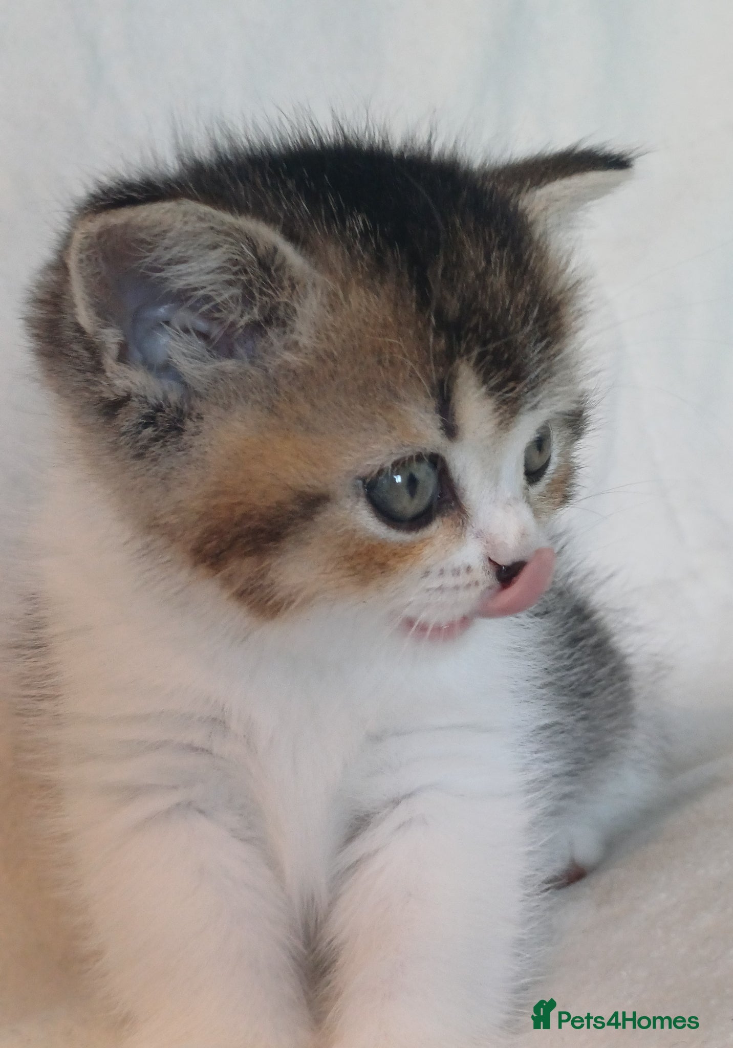 British Shorthair cats for sale: Gorgeous Brittish Shorthair 🐱 - Advert 20