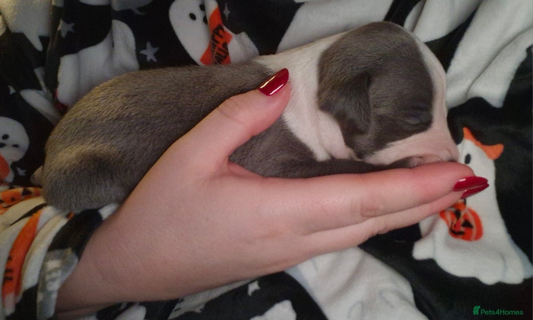 Mixed Breed dogs for sale: Whippet x Italian greyhounds for sale  - Image 18