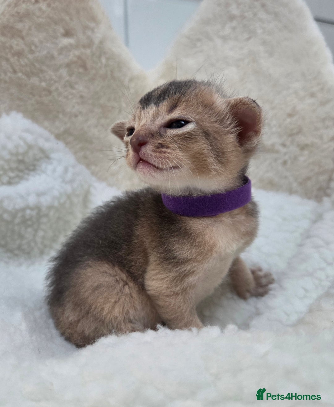 Abyssinian cats for sale: Gorgeous Tica  Abyssinian Kittens  - Advert 16