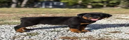 Rottweiler dogs for sale: 💯Oustanding big chunky M/F💯Ready in a few💋💋 in Buxton - Advert 5