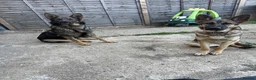 German Shepherd dogs for sale: 2 German shepherds - Advert 3