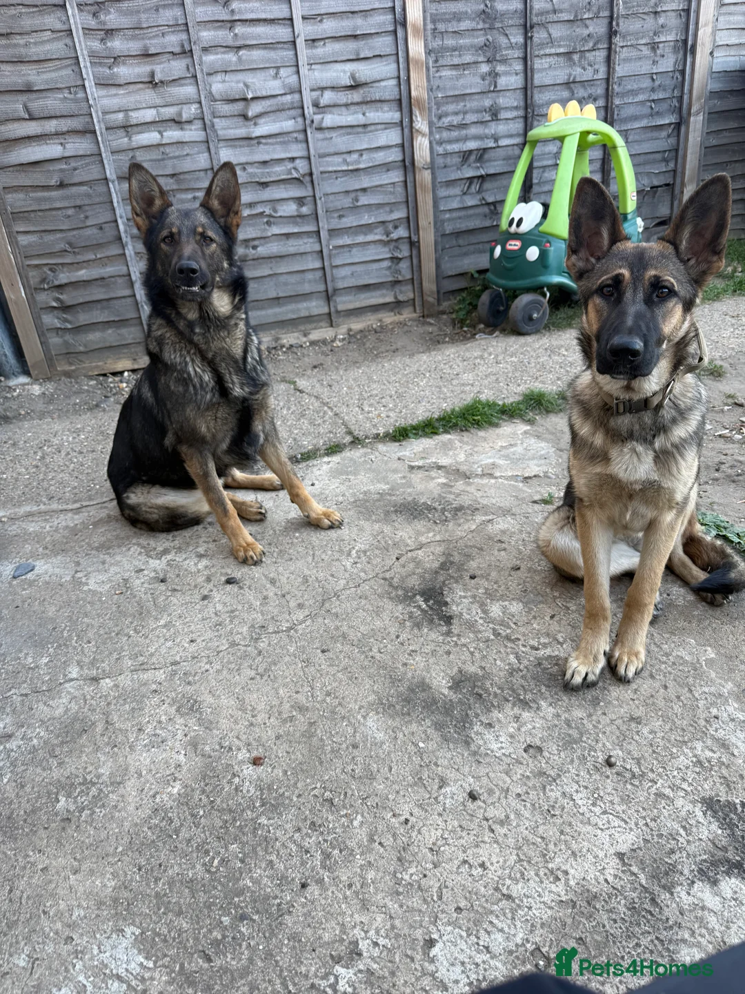 German Shepherd dogs for sale: 2 German shepherds - Advert 3