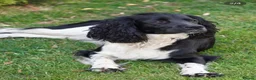 English Springer Spaniel dogs for sale: Beautiful Springer Spaniel Puppies for sale in Honiton - Advert 19