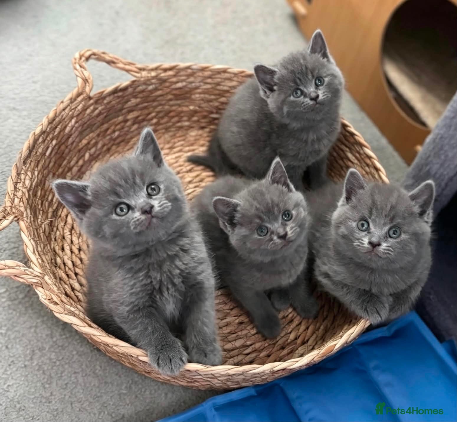 British Shorthair cats British shorthair kitten looking new home ❤️ - Advert 1
