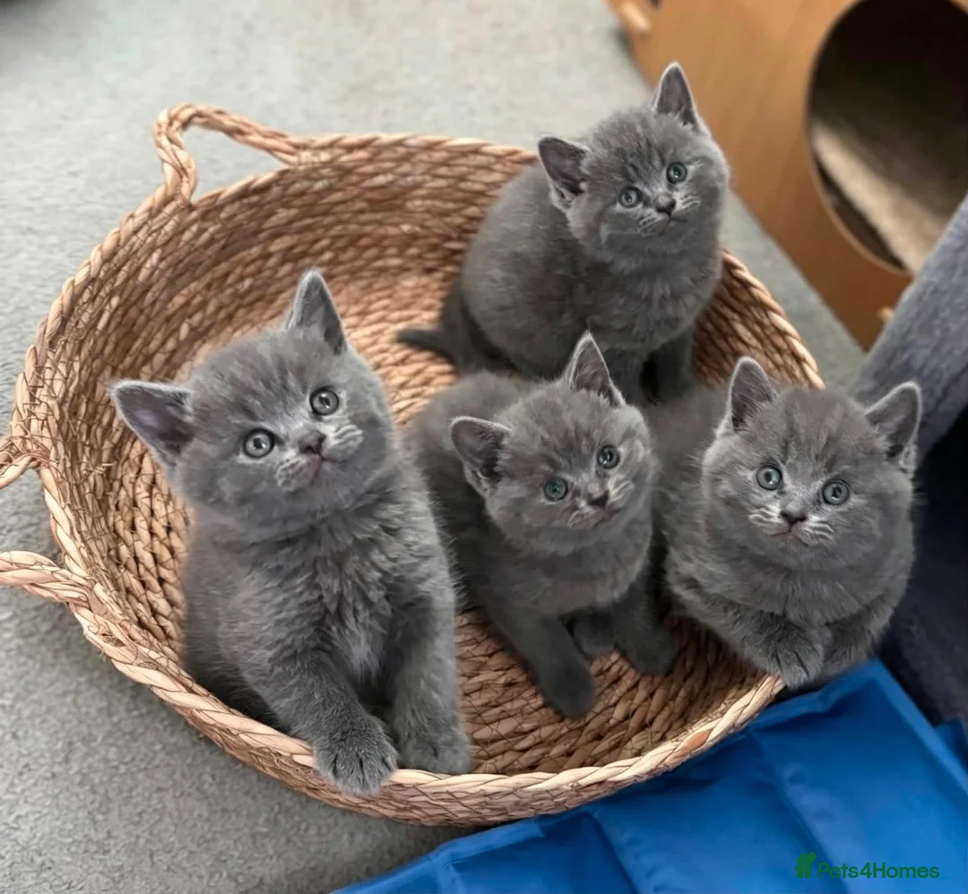 British Shorthair cats for sale: 1British shorthair boy ready go  new home ❤️ - Advert 2