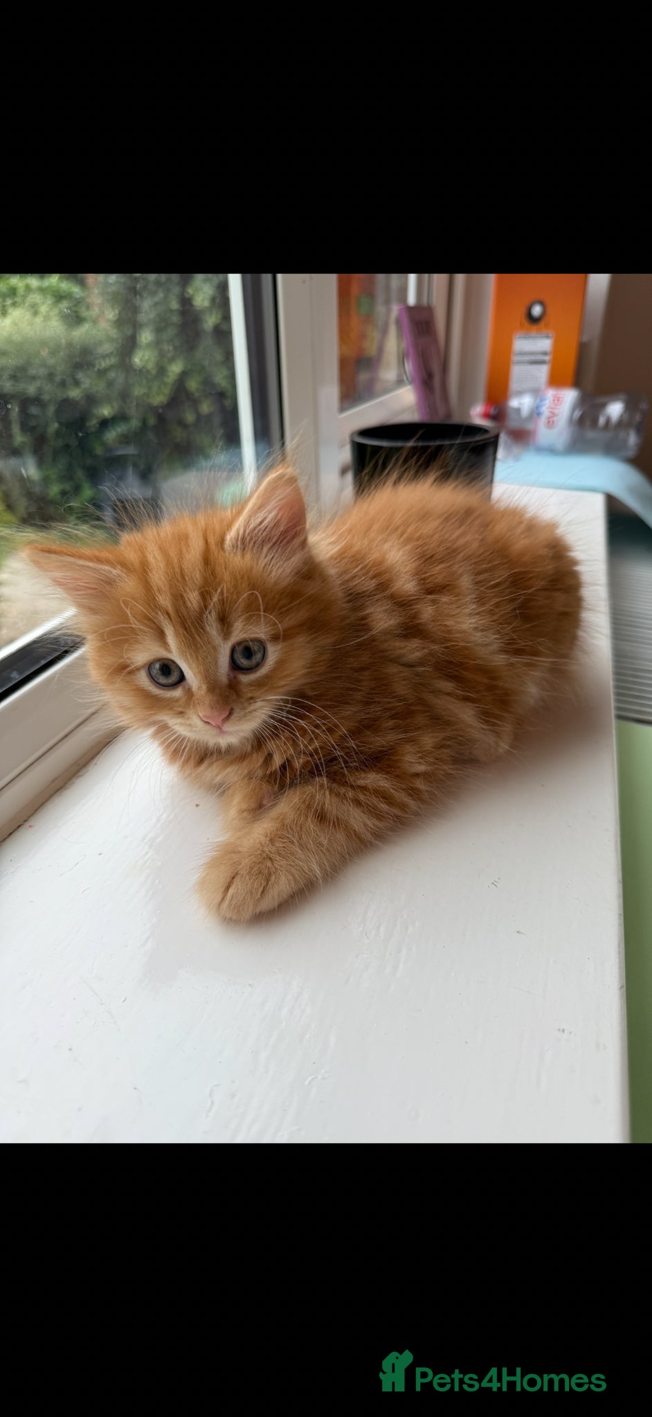 Mixed Breed cats Persian cross ginger male kittens X4! READY TO GO - Advert 2