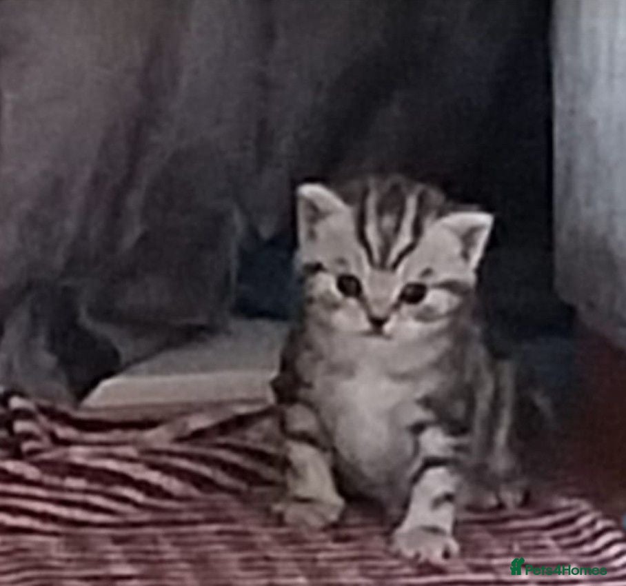 British Shorthair cats BSH GCCF SILVER AND BLACK TABBY  - Advert 2