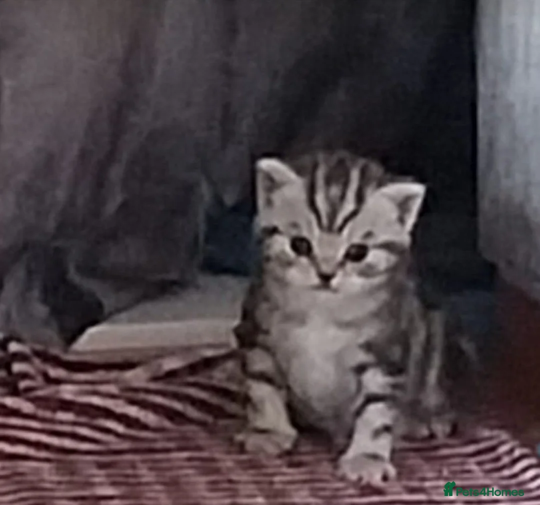 British Shorthair cats for sale: BSH GCCF SILVER AND BLACK TABBY  - Advert 1