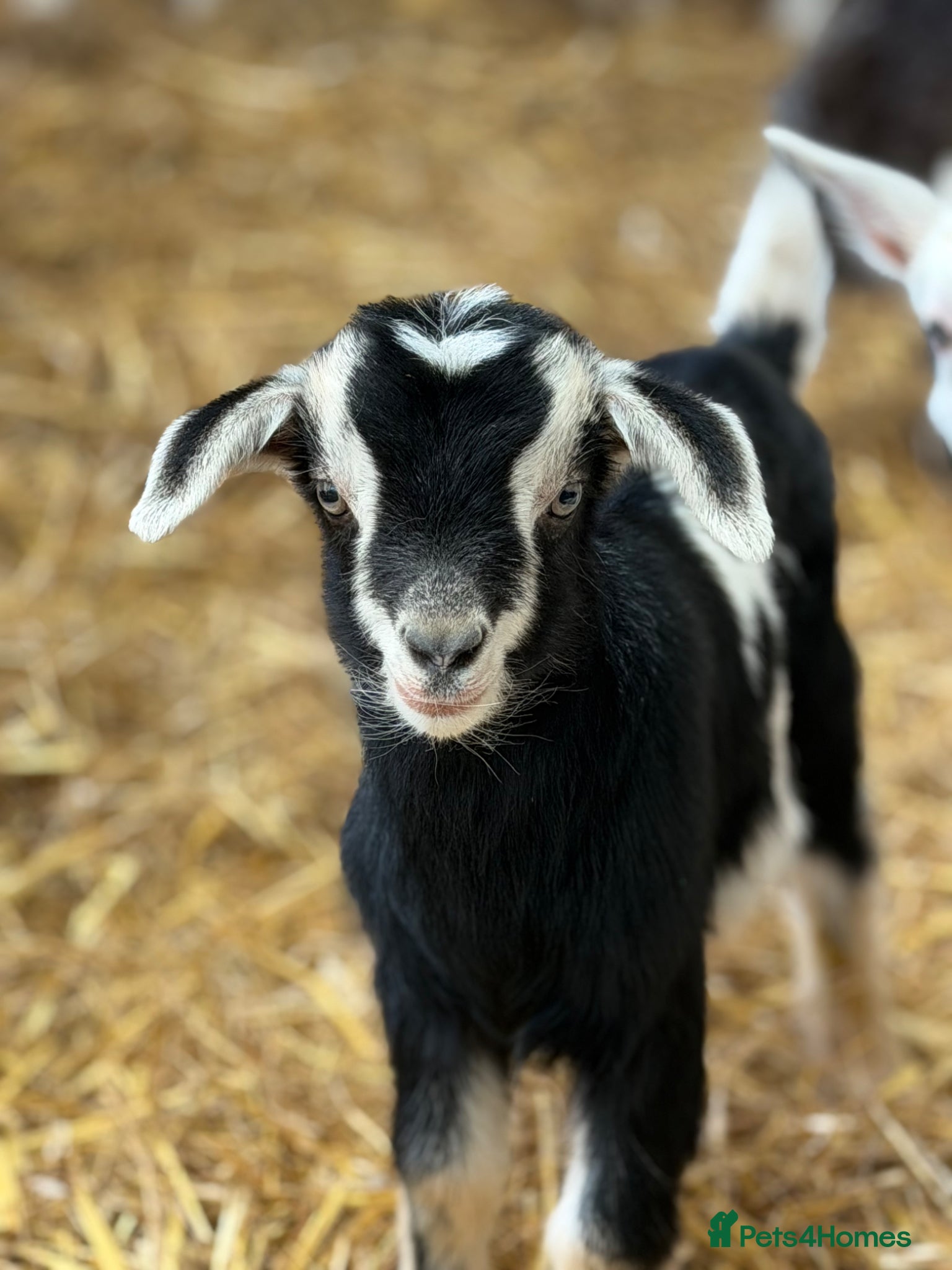 Goats livestock for sale: goats for sale (Not all goats are in the pictures) - Advert 4
