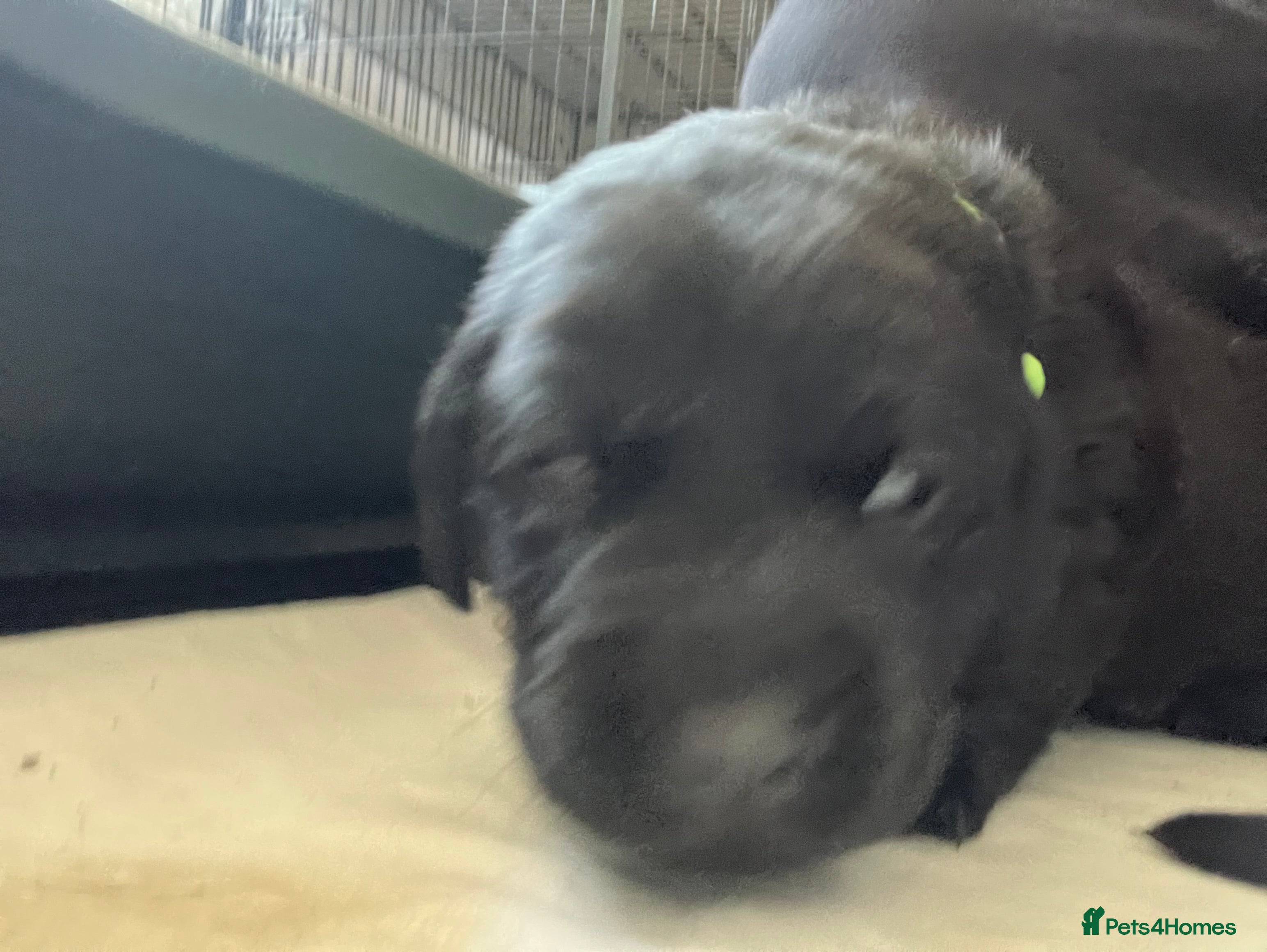 Labrador Retriever dogs KC registered Labrador puppies - Advert 2