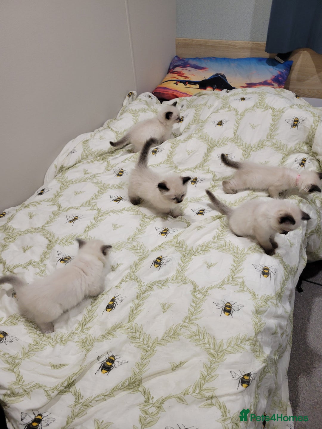 Ragdoll cats for sale: 5 very loved and spoiled Ragdoll kitttens - Advert 6