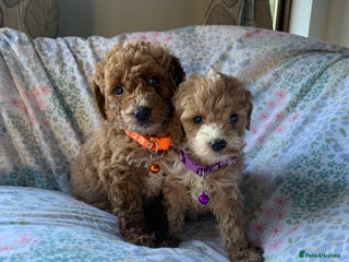 Cockapoo dogs F1b cockapoo - Advert 6