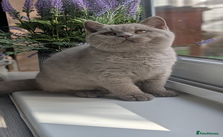 British Shorthair cats - Advert 12