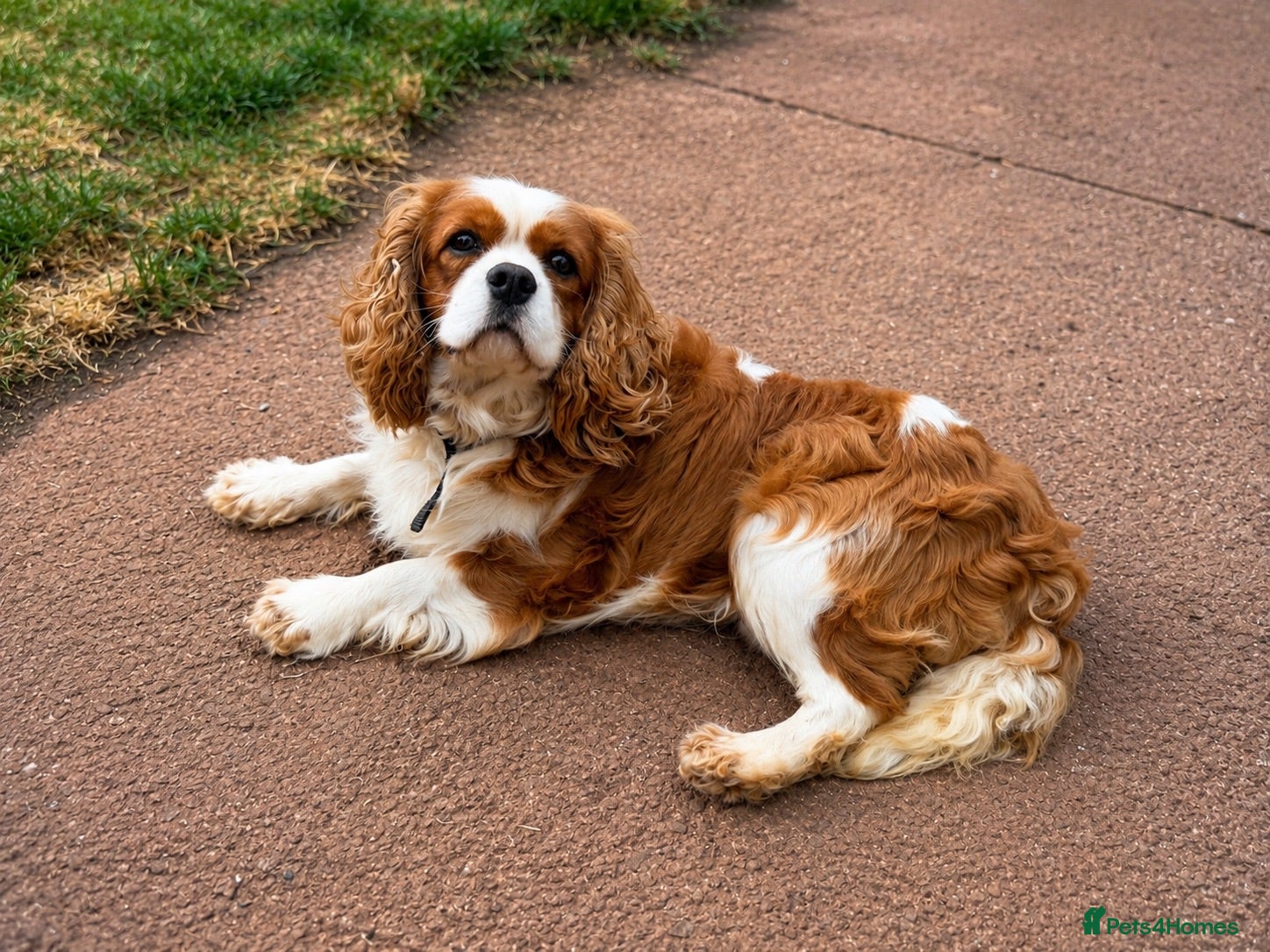 Cavalier King Charles Spaniel dogs 3 year old proven KC registered Cavalier stud dog - Advert 2