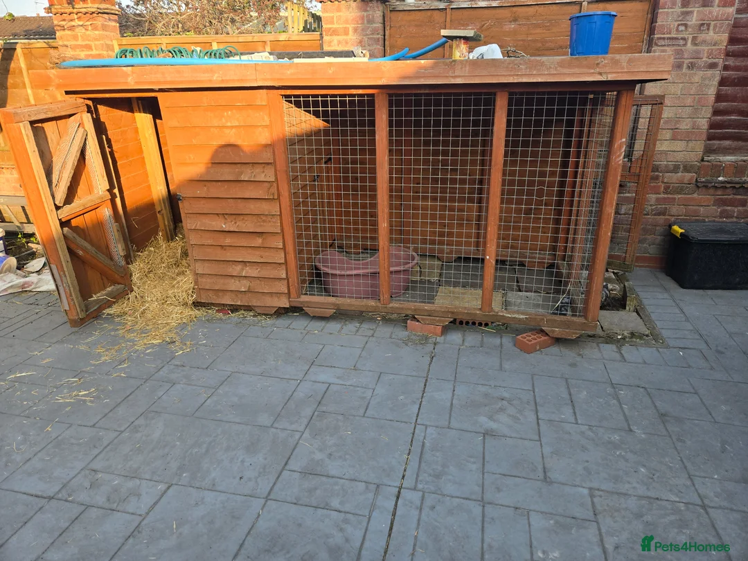 German Shepherd dogs for sale: German Shepherd 4 years old  - Advert 5