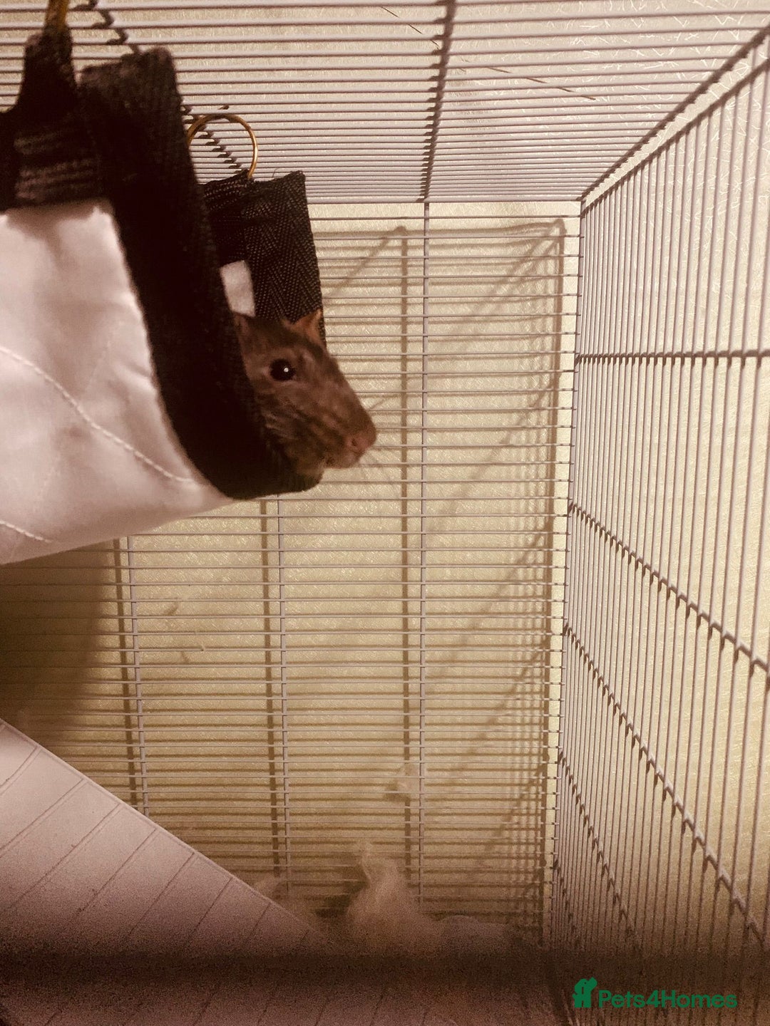 Rat rodents for sale: Two beautiful brothers  - Advert 2