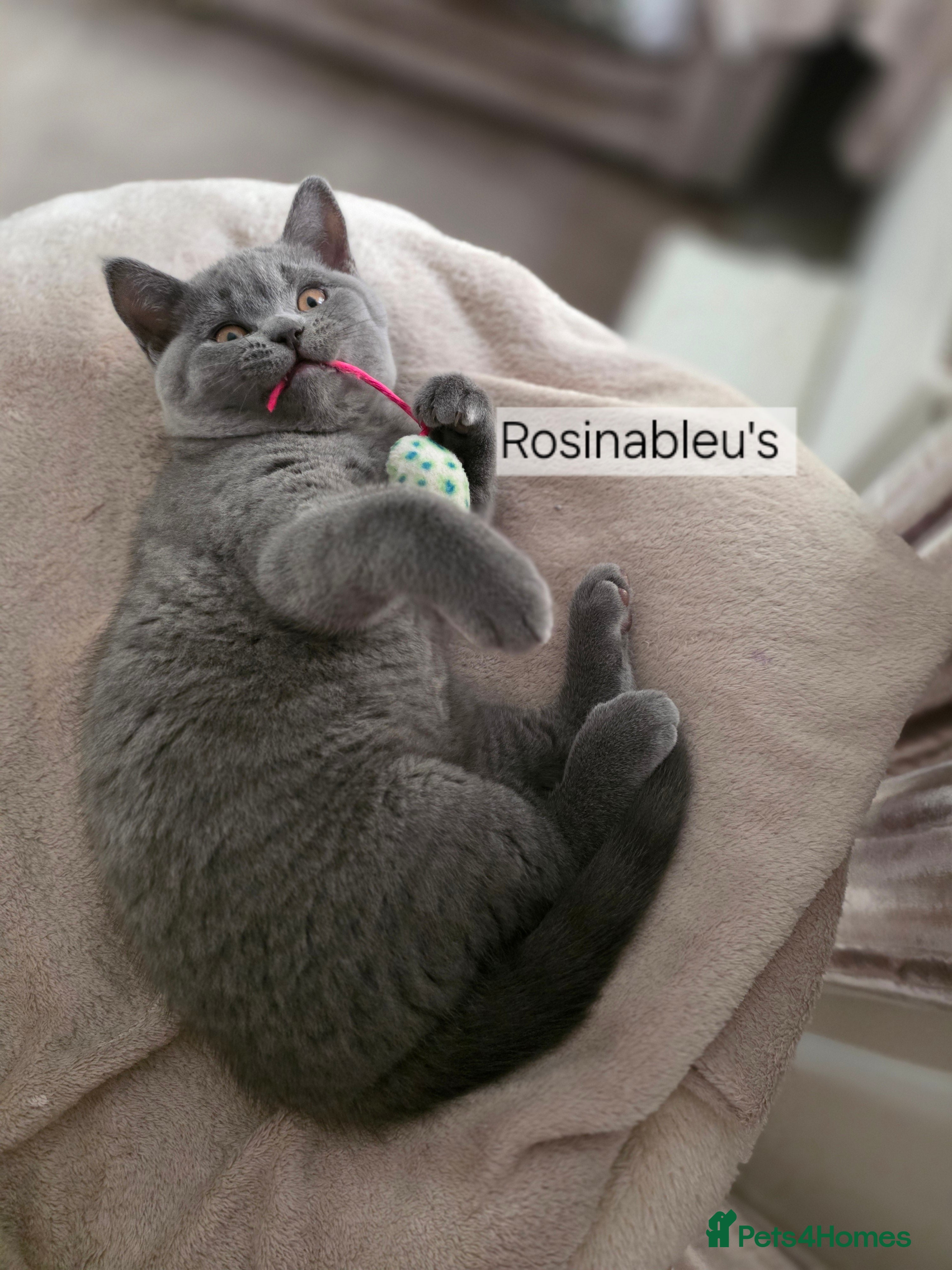 British Shorthair cats  Gccf British shorthair kittens champion lines 🏆 - Advert 3