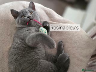 British Shorthair cats Gccf British shorthair kittens champion lines 🏆 - Advert 2