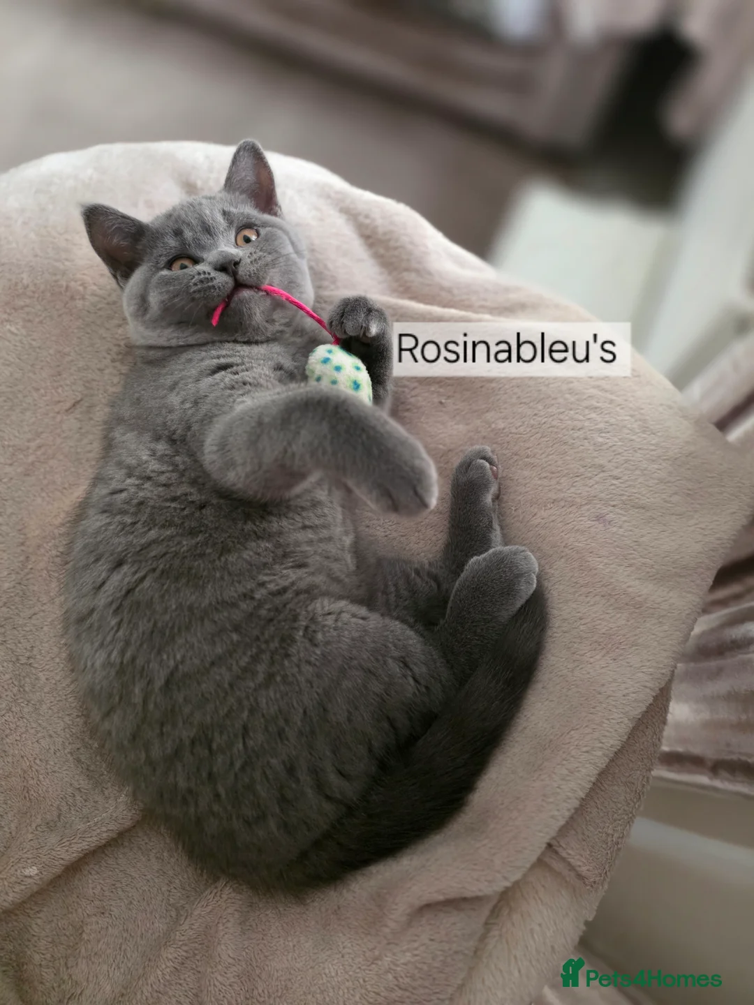 British Shorthair cats for sale:  Gccf British shorthair kittens champion lines 🏆 - Advert 3