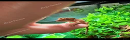 Gecko reptiles for sale: Young crestie with full set up  - Advert 3