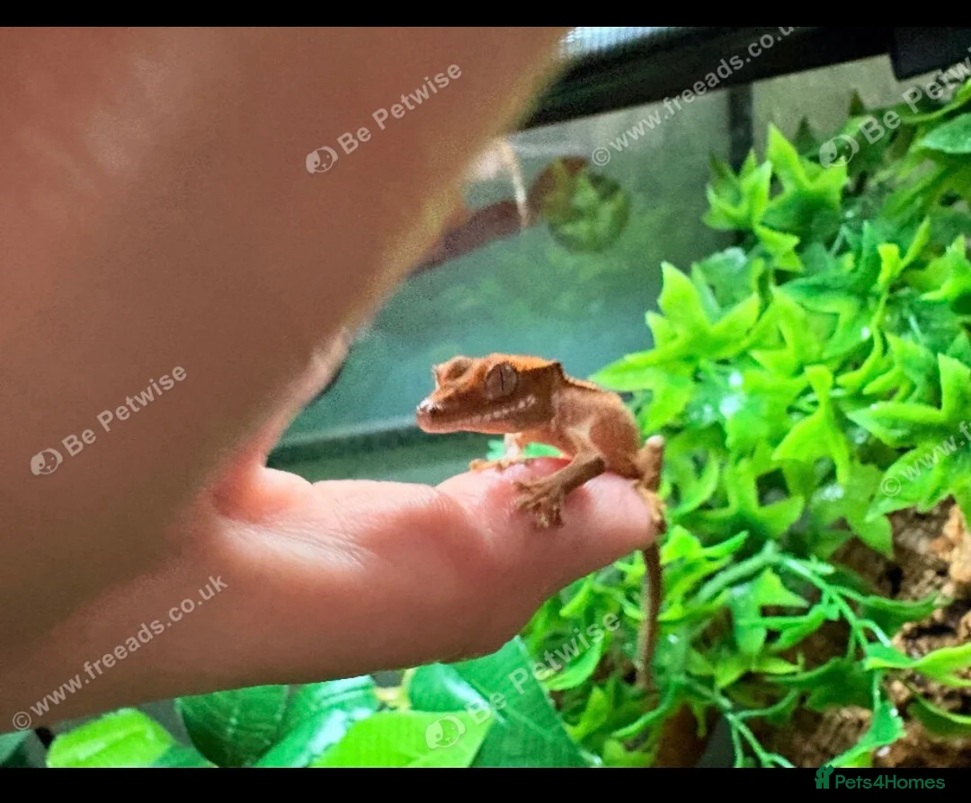 Gecko reptiles for sale: Young crestie with full set up  - Advert 3