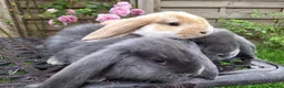 French Lop rabbits for sale: Baby Giant French Lop Rabbits - Advert 1