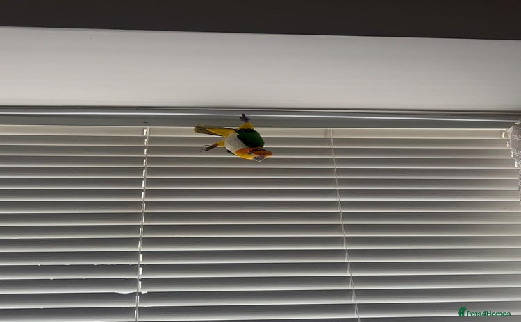 Parrots birds Tame bonded yellow thighed Caiques  - Advert 15