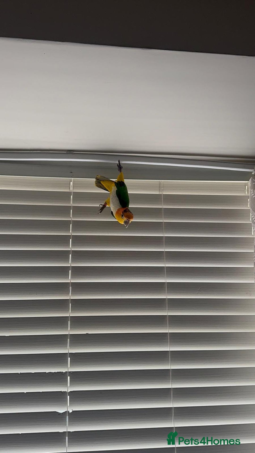 Parrots birds for sale: Tame bonded yellow thighed Caiques  - Advert 3