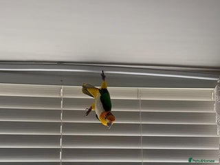 Parrots birds Tame bonded yellow thighed Caiques - Advert 15