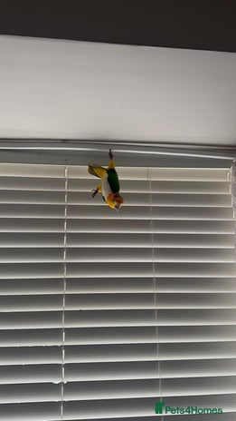 Parrots birds Tame bonded yellow thighed Caiques - Advert 15