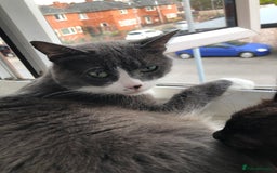 Mixed Breed cats for sale: 2 stunning kittens x - Image 12