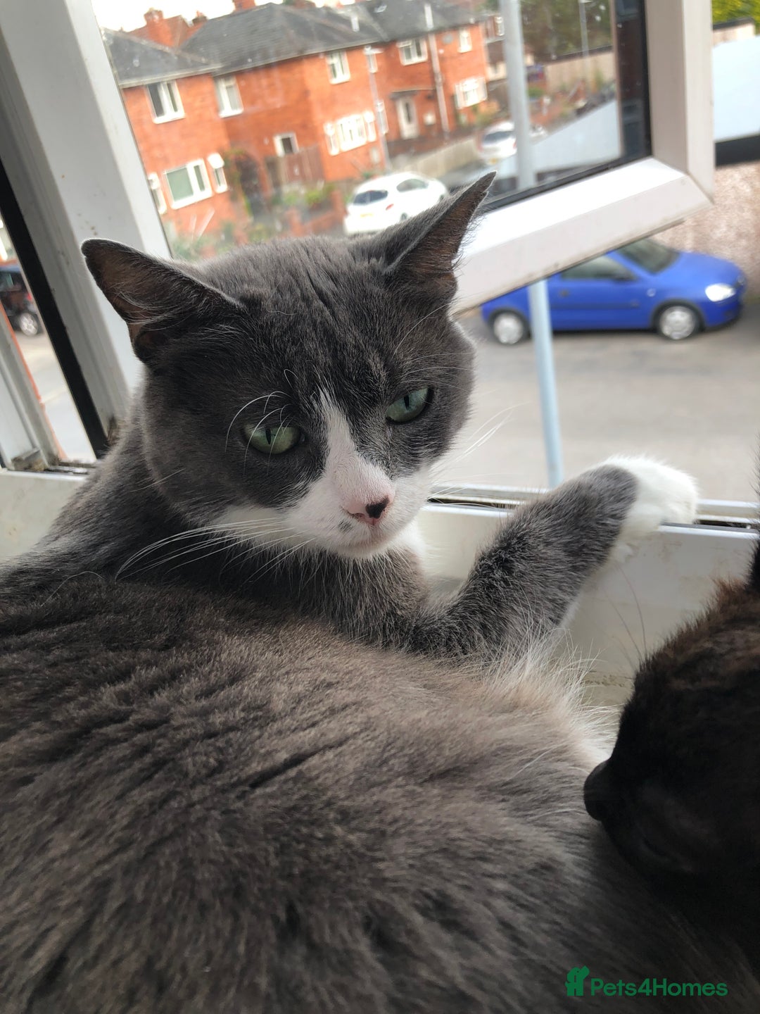 Mixed Breed cats for sale: 2 stunning kittens x - Image 12