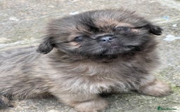 Shih Tzu dogs for sale: Shih Tzu’s Puppies Standard x Imperial  - Image 4