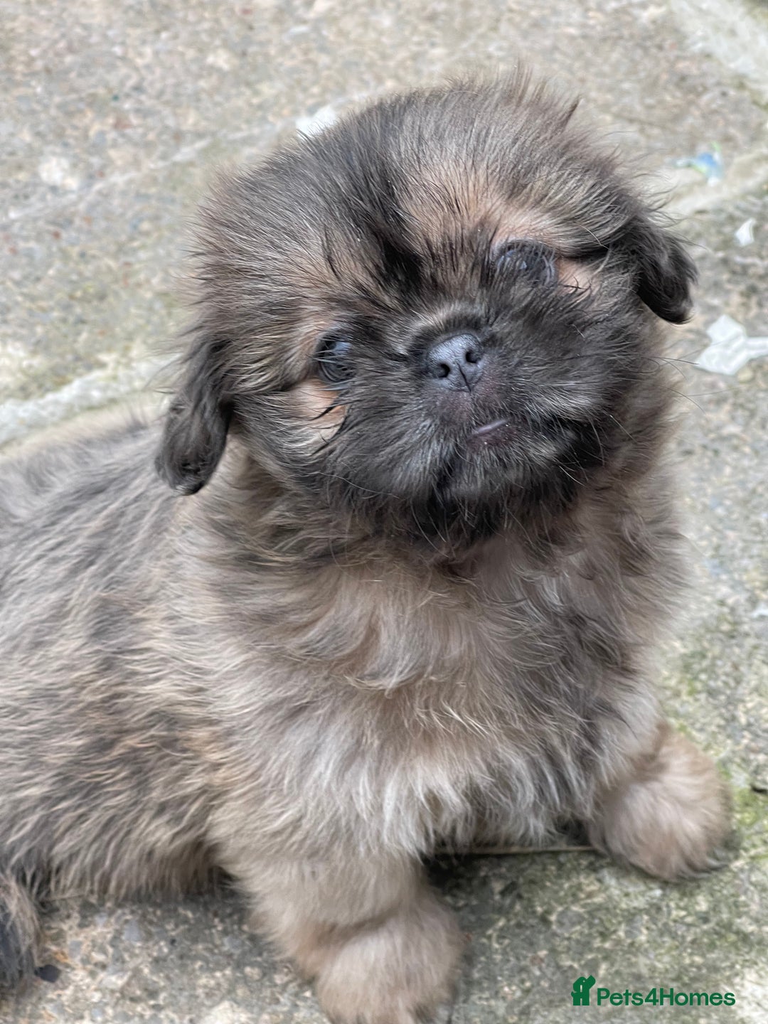 Shih Tzu dogs for sale: Shih Tzu’s Puppies Standard x Imperial  - Image 4