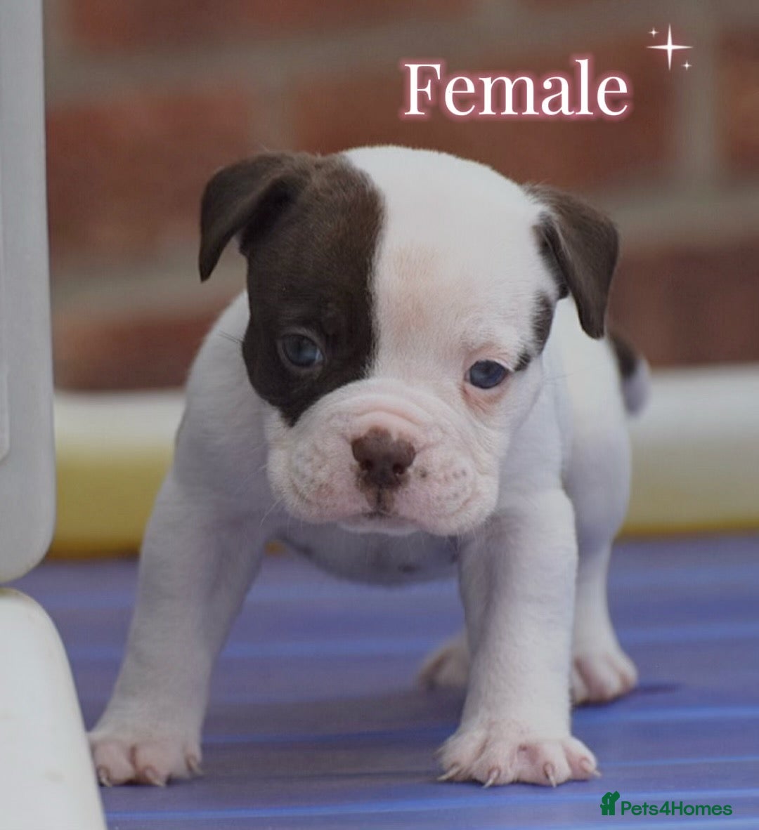 Olde English Bulldogge dogs Uk’s Longest & Most Reputable todate.  - Advert 5