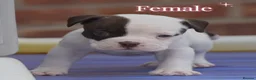 Olde English Bulldogge dogs for sale: Uk’s Longest & Most Reputable todate.  - Advert 5