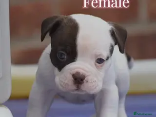Olde English Bulldogge dogs Uk’s Longest & Most Reputable todate. - Advert 7