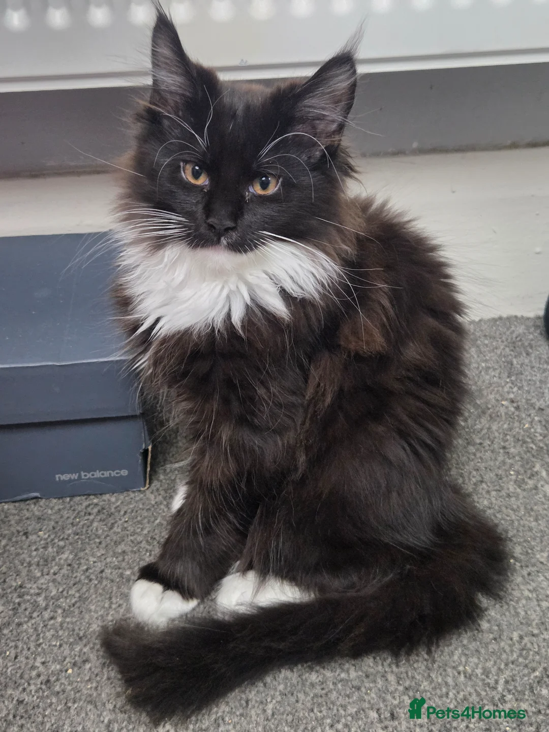 Maine Coon cats for sale: Stunning Pedigree Maine Coon Kittens for Sale - Advert 2