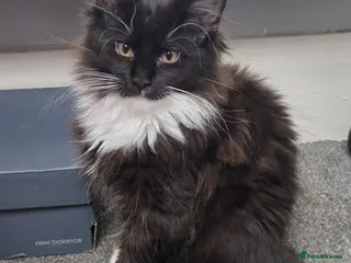 Maine Coon cats Stunning Pedigree Maine Coon Kittens for Sale - Advert 4