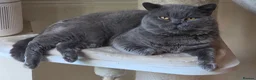 British Shorthair cats for sale: British shorthair kittens  - Advert 14