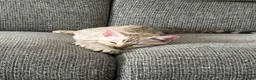 Bengal cats for sale: Stunning Bengal Kitten  - Advert 2
