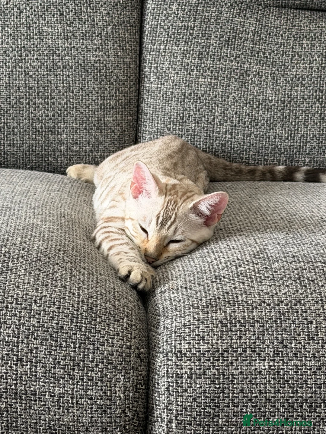 Bengal cats for sale: Stunning Bengal Kitten  - Advert 2