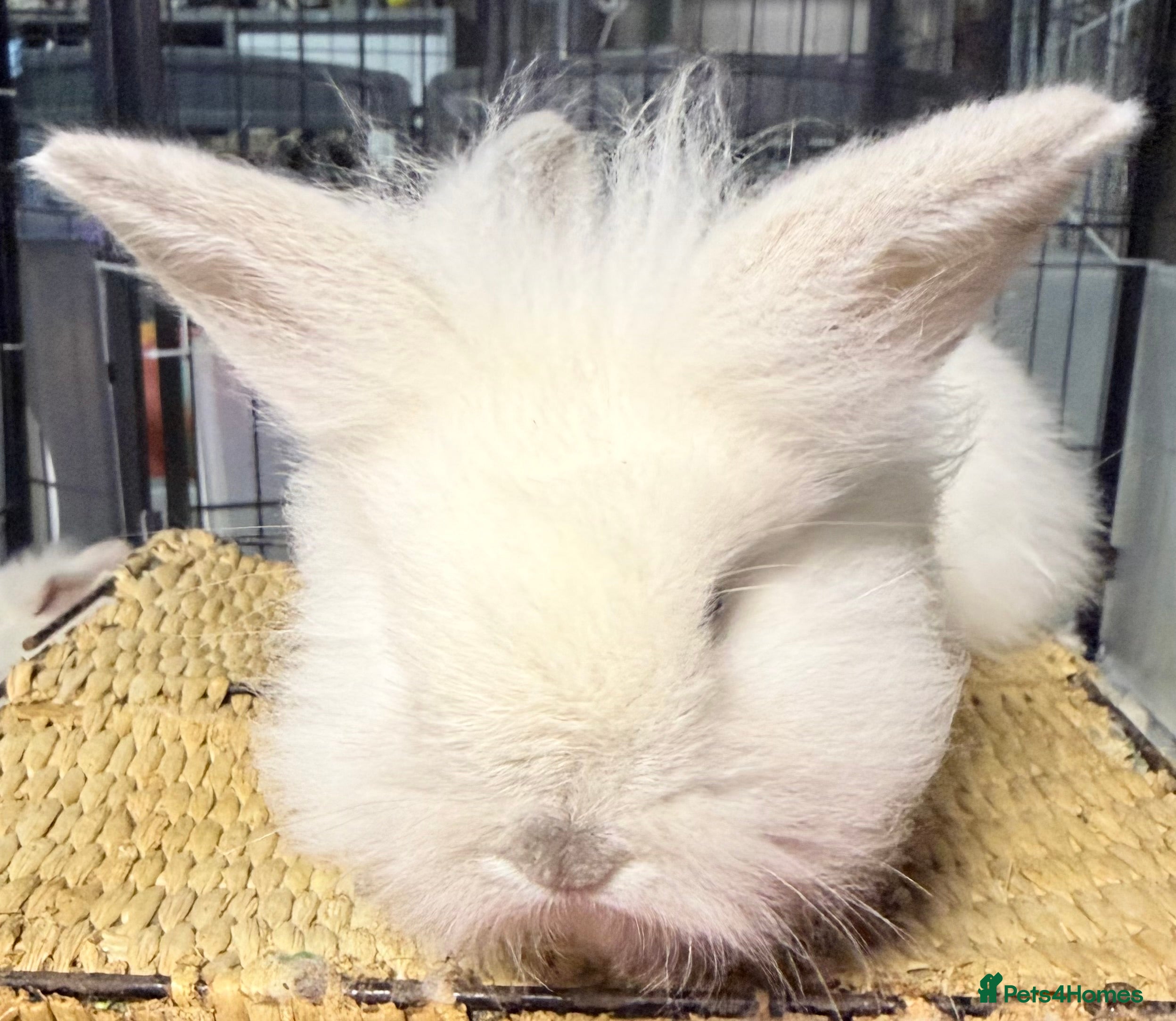 Lionhead rabbits Double Maned Lionheads - Ready 10 MARCH - Advert 6