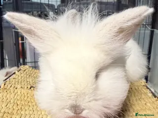 Lionhead rabbits Double Maned Lionheads - Ready 10 MARCH - Advert 6