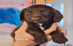 Sprocker dogs for sale: Beautiful Sprocker Spaniel Puppies  - Image 20